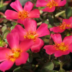 Šrucha 'Rose' - Portulaca umbraticola Imagine 'Rose'