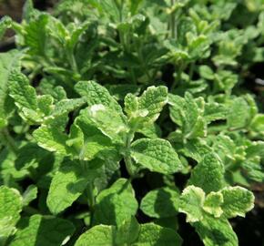 Máta huňatá 'Variegata' - Mentha rotundifolia 'Variegata'