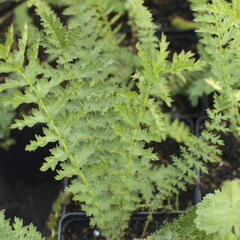 Tužebník - Filipendula hexapetala