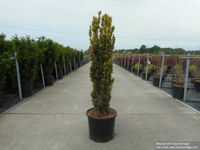 Tis červený 'Fastigiata Aurea' - Taxus baccata 'Fastigiata Aurea'