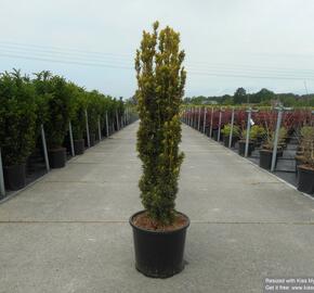 Tis červený 'Fastigiata Aurea' - Taxus baccata 'Fastigiata Aurea'