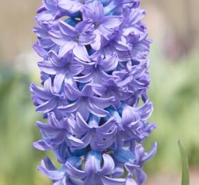 Hyacint 'Delft Blue' - Hyacinthus 'Delft Blue'