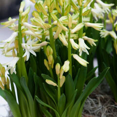 Hyacint mnohokvětý 'White Festival' - Hyacinthus multiflora 'White Festival'