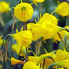 narcis suknikov Casual Elegance - Narcissus bulbocodium Casual Elegance