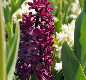 Hyacint 'Woodstock'® - Hyacinthus 'Woodstock'®