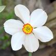Narcis 'Actaea' - Narcissus 'Actaea'