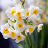 narcis Avalanche - Narcissus Avalanche