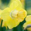 Narcis velkokorunný 'Avalon' - Narcissus Large Cupped 'Avalon'