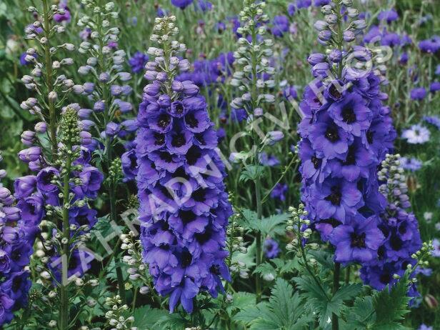 Ostrožka 'Dark Blue/Dark Bee' - Delphinium Magic Fountain 'Dark Blue/Dark Bee'