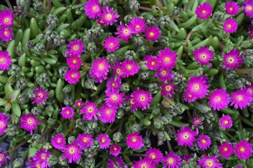 Kosmatec 'Jewel of Desert Opal' - Delosperma hybrida 'Jewel of Desert Opal'