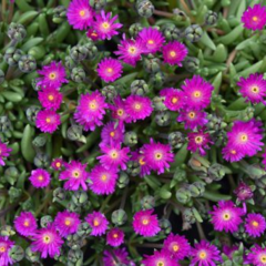 Kosmatec 'Jewel of Desert Opal' - Delosperma hybrida 'Jewel of Desert Opal'