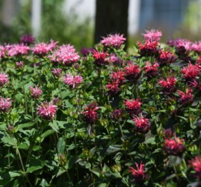 Zavinutka podvojná 'Pocahontas Red Rose' - Monarda didyma 'Pocahontas Red Rose'