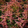 Čechrava Arendsova 'Flamingo' - Astilbe arendsii 'Flamingo'