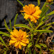 Krásnoočko velkokvěté  'Corey Single Gold ' - Coreopsis grandiflora 'Corey Single Gold '