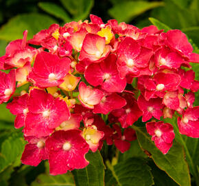 Hortenzie velkolistá 'Masja' - Hydrangea macrophylla 'Masja'