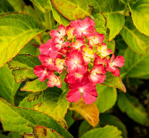 Hortenzie velkolistá 'LK 49' - Hydrangea macrophylla 'LK 49'