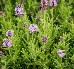 Levandule úzkolistá 'Ellagance Purple' - Lavandula angustifolia 'Ellagance Purple'