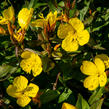 Pupalka křovitá - Oenothera fruticosa