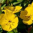 Pupalka křovitá - Oenothera fruticosa