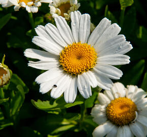 Kopretina největší 'Snow Lady' - Leucanthemum maximum 'Snow Lady'