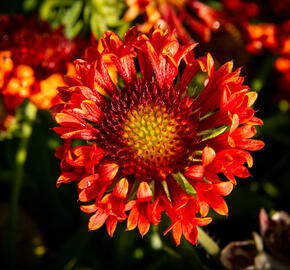 Kokarda velkokvětá 'Fanfare Blaze' - Gaillardia grandiflora 'Fanfare Blaze'