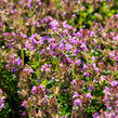 Tymián obecný 'Tabor' - Thymus vulgaris 'Tabor'