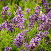 levandule lkask Avignon Early Blue - Lavandula angustifolia Avignon Early Blue