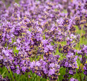 Levandule úzkolistá 'Avignon Early Blue' - Lavandula angustifolia 'Avignon Early Blue'