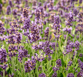 Levandule úzkolistá 'Sentivia Blue' - Lavandula angustifolia 'Sentivia Blue'