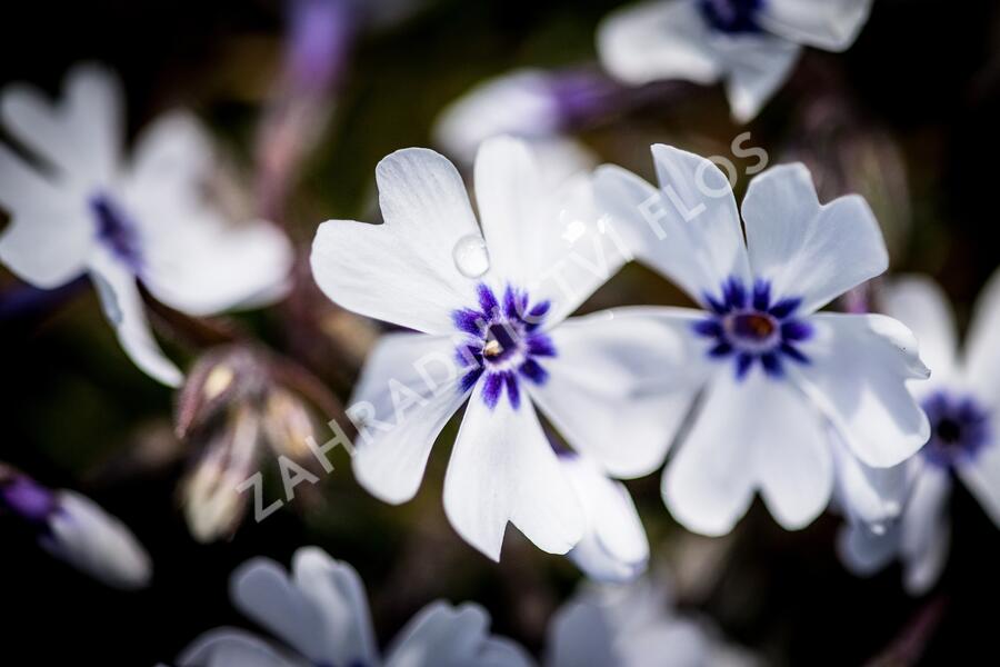 Plamenka šídlovitá 'Pharao Blue Eye' - Phlox subulata 'Pharao Blue Eye'