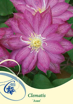 Plamének 'Asao' - Clematis 'Asao'