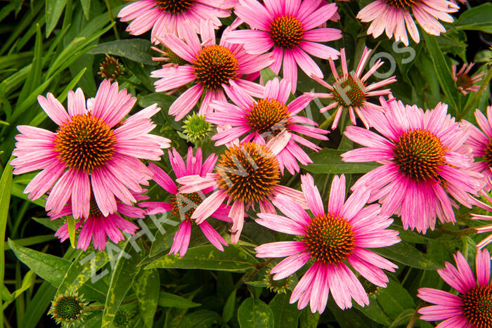 Třapatkovka nachová 'Papallo Compact Rose' - Echinacea purpurea 'Papallo Compact Rose'