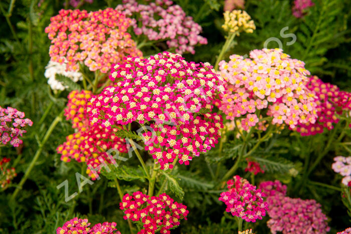 Řebříček obecný 'Colorado' - Achillea millefolium 'Colorado'