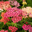 Řebříček obecný 'Colorado' - Achillea millefolium 'Colorado'