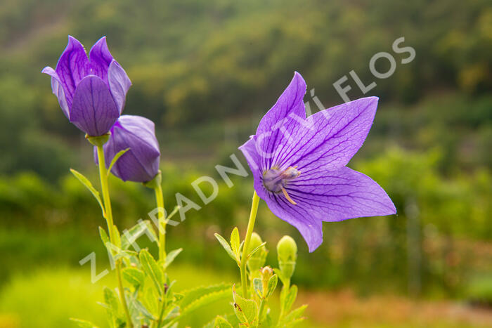 Zvonkovec velkokvětý, boubelka 'Mariesii' - Platycodon grandiflorus 'Mariesii'