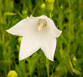 Zvonkovec velkokvětý, boubelka  'Fuji White' - Platycodon grandiflorus 'Fuji White'