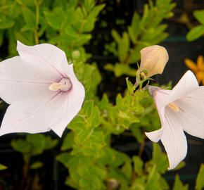 Zvonkovec velkokvětý, boubelka  'Fuji Pink' - Platycodon grandiflorus 'Fuji Pink'