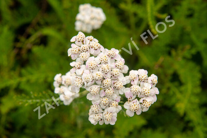 Řebříček obecný 'White Beauty' - Achillea millefolium 'White Beauty'