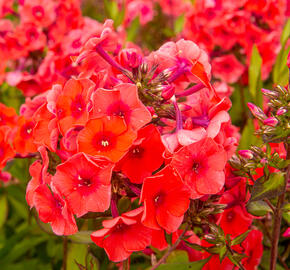 Plamenka latnatá 'Adessa Orange' - Phlox paniculata 'Adessa Orange'