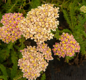 Řebříček obecný 'Compact mix' - Achillea millefolium 'Compact mix'