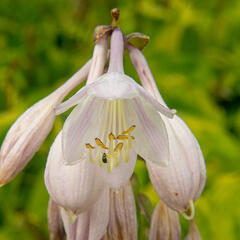 Bohyška 'Summer Breeze' - Hosta 'Summer Breeze'