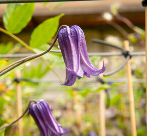 Plamének 'Rooguchi' - Clematis 'Rooguchi'