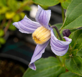 Plamének 'Bluish Violet' - Clematis 'Bluish Violet'