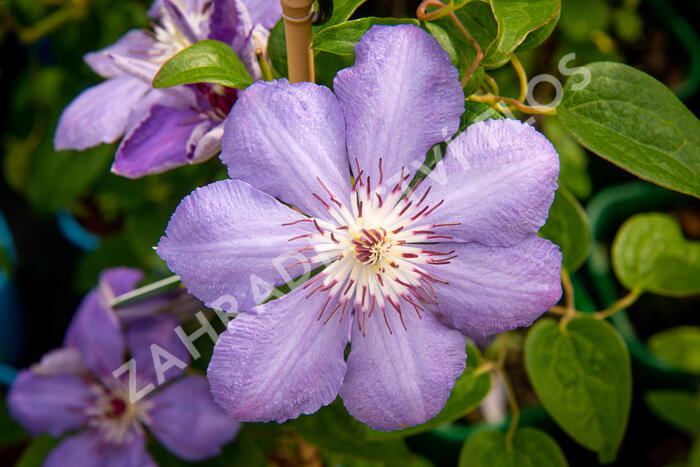 Plamének 'Blue Pillar' - Clematis 'Blue Pillar'