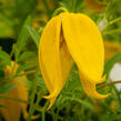 Plamének tangutský 'Aureolin' - Clematis tangutica 'Aureolin'