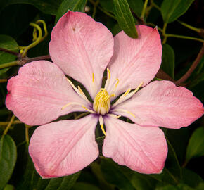 Plamének 'Ai-Nor' - Clematis 'Ai-Nor'