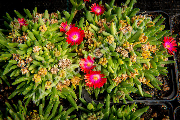 Kosmatec 'Jewel of Desert Garnet‘ - Delosperma hybrida 'Jewel of Desert Garnet'