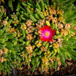 Kosmatec 'Jewel of Desert Garnet‘ - Delosperma hybrida 'Jewel of Desert Garnet'