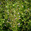 Marulka lékařská 'Blue Cloud Strain' - Calamintha nepeta 'Blue Cloud Strain'