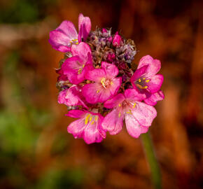 Trávnička přímořská 'Negro' - Armeria maritima 'Negro'